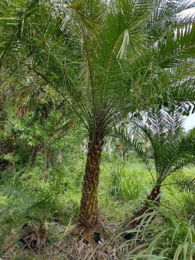 1100 D Road, Lot #(5 Acres), Loxahatchee Groves, FL 33470 Photo