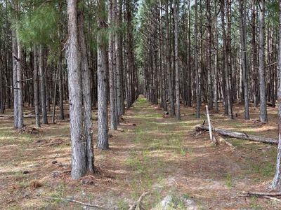 5684 Moses Dingle Road, Manning, SC 29102