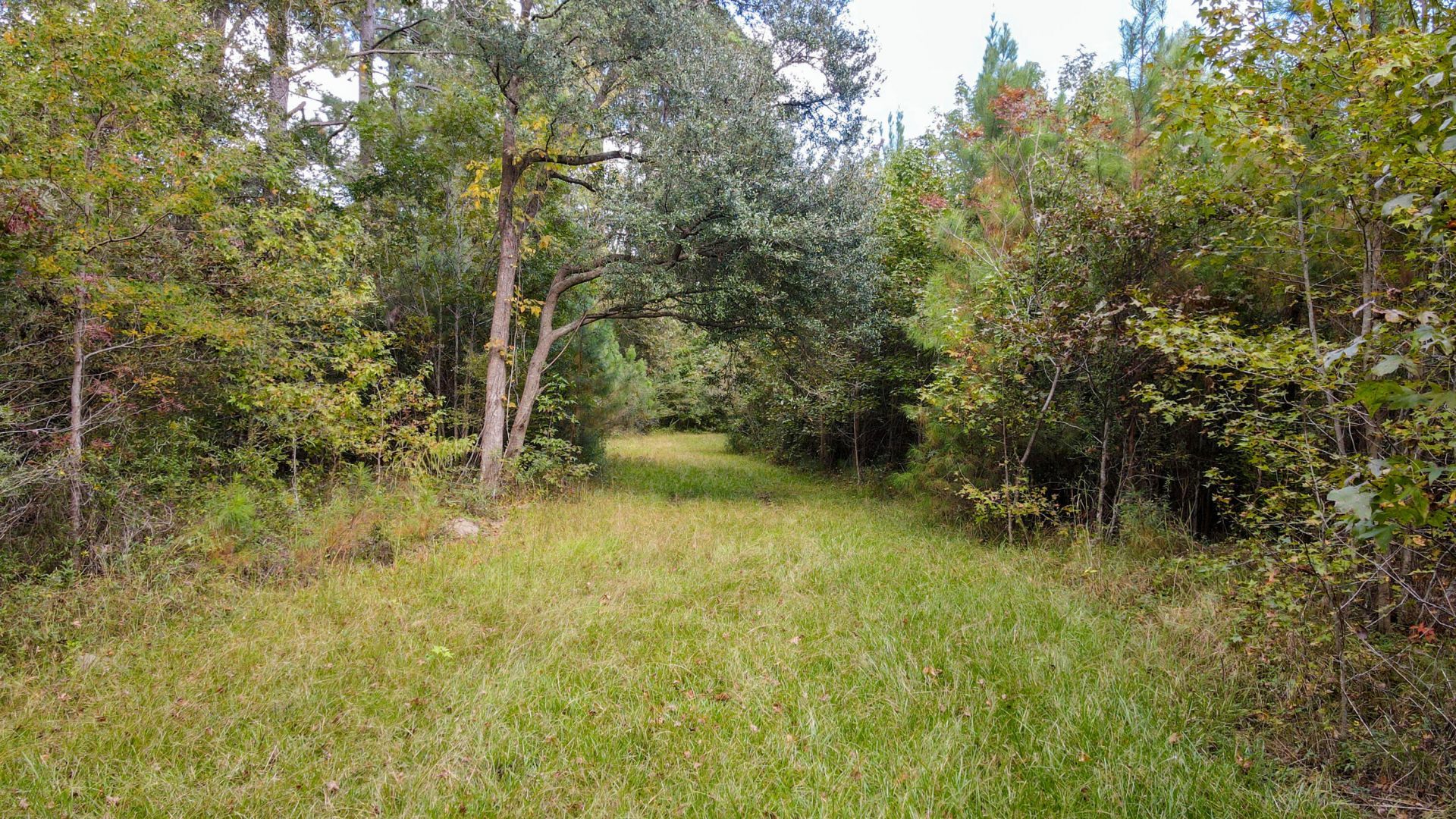155 Goldenrod Lane Photo 8
