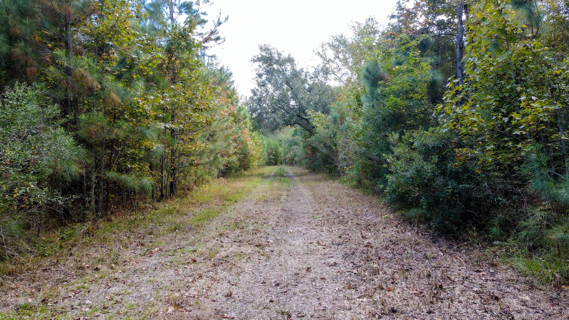 155 Goldenrod Lane Photo 9