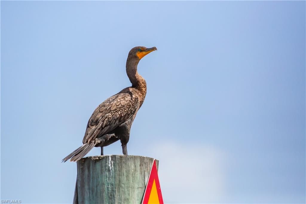 210 Mourning Dove Dr, Upper Captiva, FL 33924 Photo