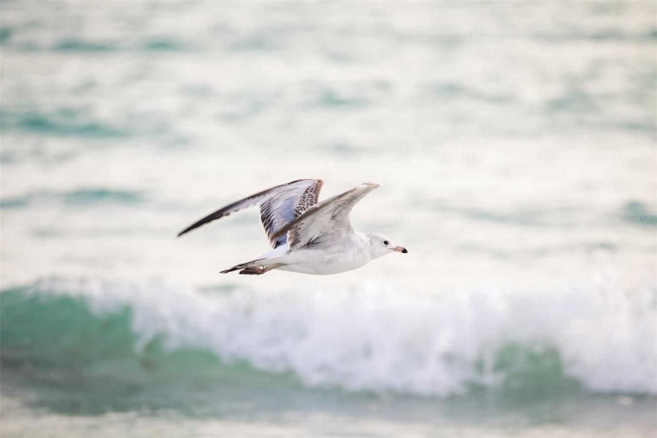 6328 Winding Pine Drive, Nokomis, FL 34275 Photo