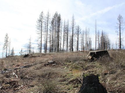 4944 Deerwood Dr, Grizzly Flats, CA 95636 Photo