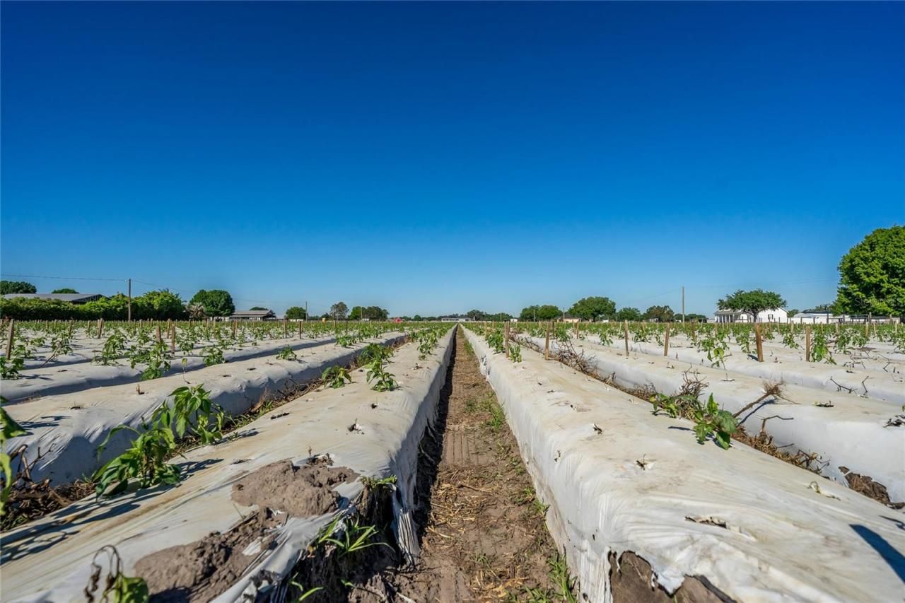 3811 Old Mulberry Road, Plant City, FL 33567 Photo