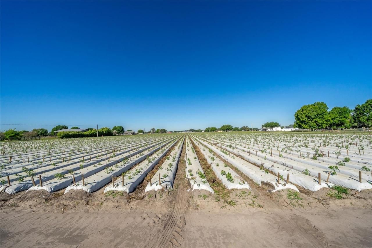 3811 Old Mulberry Road, Plant City, FL 33567 Photo