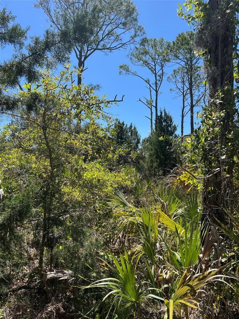 Rye Key, Cedar Key, FL 32625 Photo