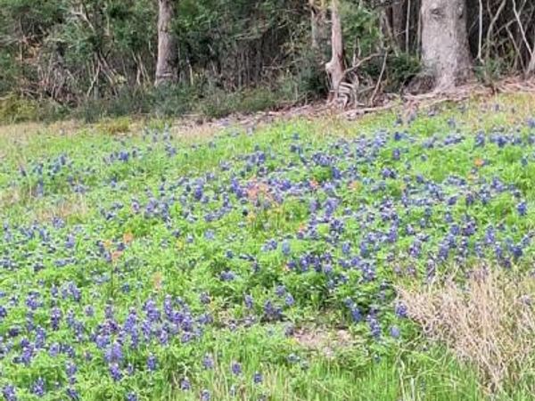 FM 3371 Fm-3371 Path, Thornton, TX 76687