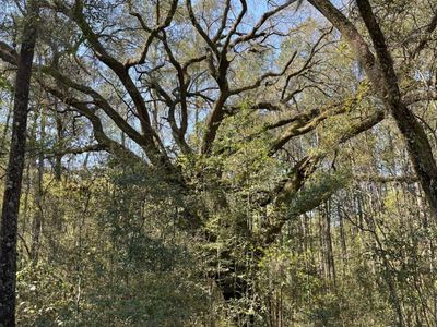 Lot #3 Old Military Road, Adams Run, SC 29426