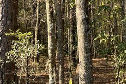 Lot #3 Old Military Road photo 4