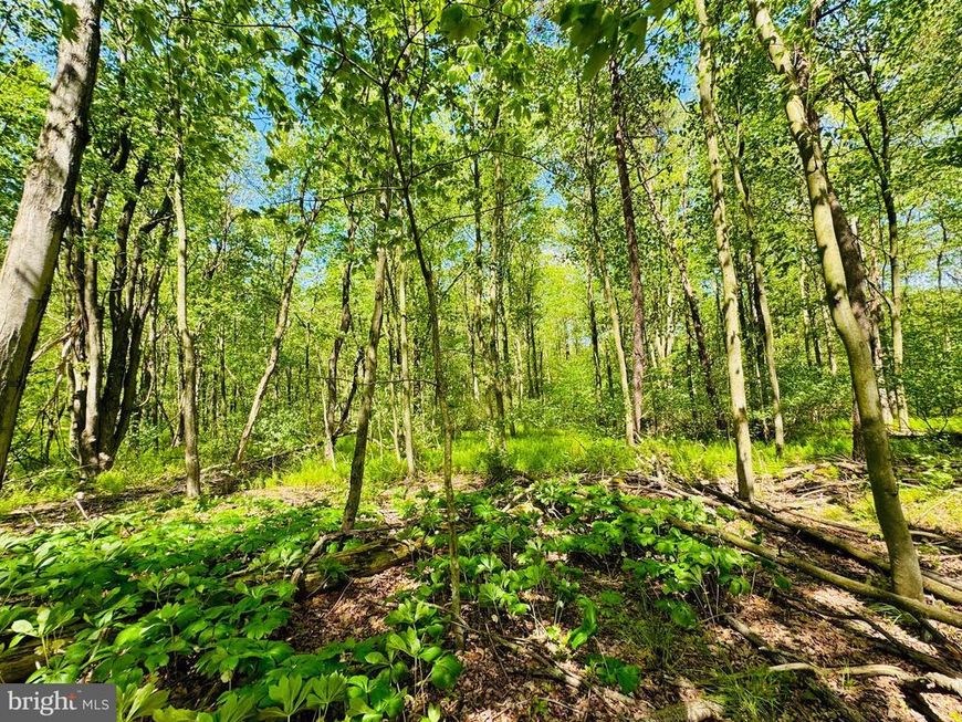 Lot: 37 Paradise Point, James Creek, PA 16657 Main Photo