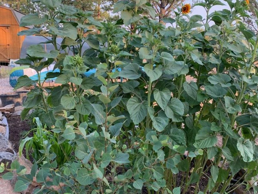 Property Image 19