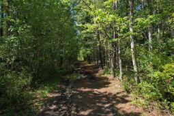 Tbd Cain Wilson Rd. photo 4