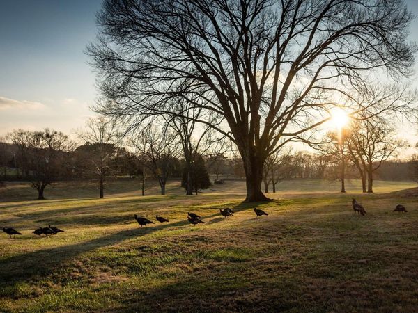 9237 Nina Ct, Brentwood, TN 37027