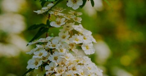 16397 Indiana Ranch Rd, Dobbins, CA 95935 Photo