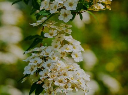 16397 Indiana Ranch Rd, Dobbins, CA 95935 Photo