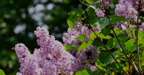 16397 Indiana Ranch Rd, Dobbins, CA 95935 Photo