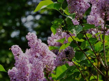 16397 Indiana Ranch Rd, Dobbins, CA 95935 Photo