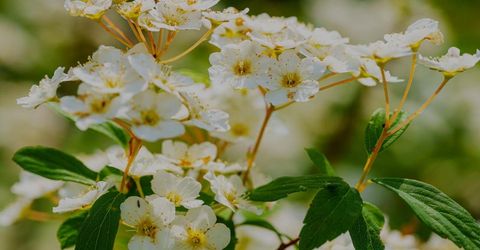 16397 Indiana Ranch Rd, Dobbins, CA 95935 Photo