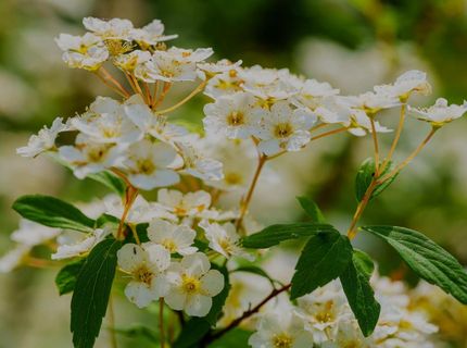 16397 Indiana Ranch Rd, Dobbins, CA 95935 Photo