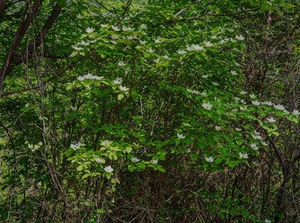 16397 Indiana Ranch Rd, Dobbins, CA 95935 Photo