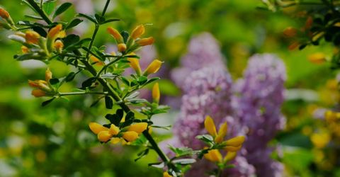 16397 Indiana Ranch Rd, Dobbins, CA 95935 Photo