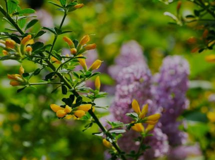 16397 Indiana Ranch Rd, Dobbins, CA 95935 Photo