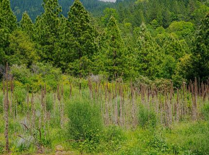 16397 Indiana Ranch Rd, Dobbins, CA 95935 Photo