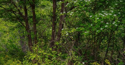 16397 Indiana Ranch Rd, Dobbins, CA 95935 Photo