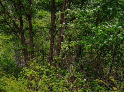 16397 Indiana Ranch Rd, Dobbins, CA 95935 Photo