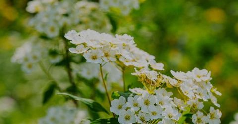 16397 Indiana Ranch Rd, Dobbins, CA 95935 Photo