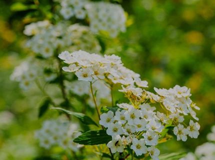 16397 Indiana Ranch Rd, Dobbins, CA 95935 Photo