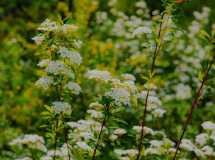 16397 Indiana Ranch Rd, Dobbins, CA 95935 Photo