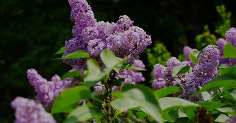 16397 Indiana Ranch Rd, Dobbins, CA 95935 Photo