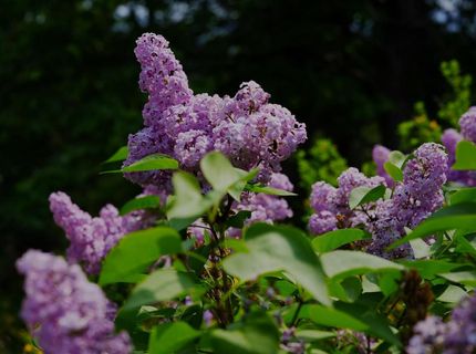 16397 Indiana Ranch Rd, Dobbins, CA 95935 Photo