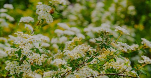 16397 Indiana Ranch Rd, Dobbins, CA 95935 Photo