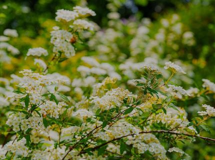 16397 Indiana Ranch Rd, Dobbins, CA 95935 Photo