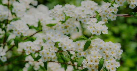 16397 Indiana Ranch Rd, Dobbins, CA 95935 Photo