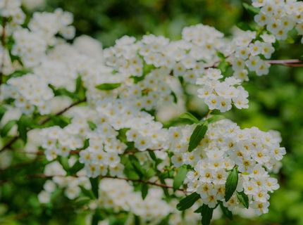 16397 Indiana Ranch Rd, Dobbins, CA 95935 Photo