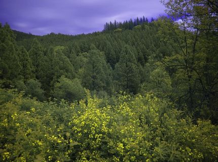 16397 Indiana Ranch Rd, Dobbins, CA 95935 Photo