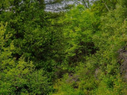 16397 Indiana Ranch Rd, Dobbins, CA 95935 Photo