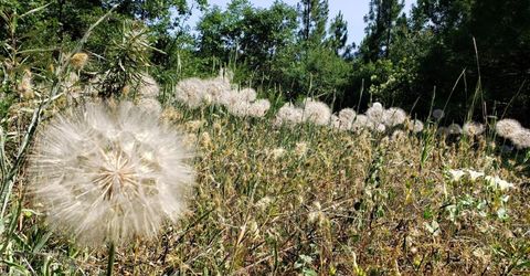 16397 Indiana Ranch Rd, Dobbins, CA 95935 Photo