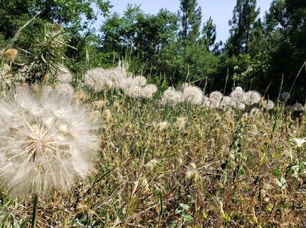 16397 Indiana Ranch Rd, Dobbins, CA 95935 Photo