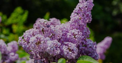 16397 Indiana Ranch Rd, Dobbins, CA 95935 Photo