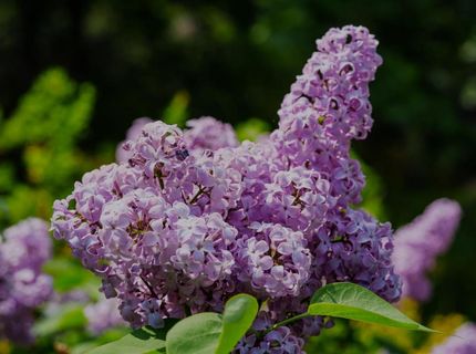 16397 Indiana Ranch Rd, Dobbins, CA 95935 Photo