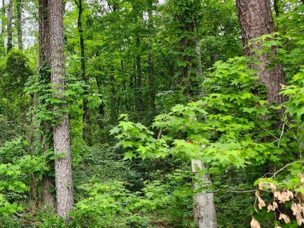 Lot 84 Baker Dr, Denham Springs, LA 70726