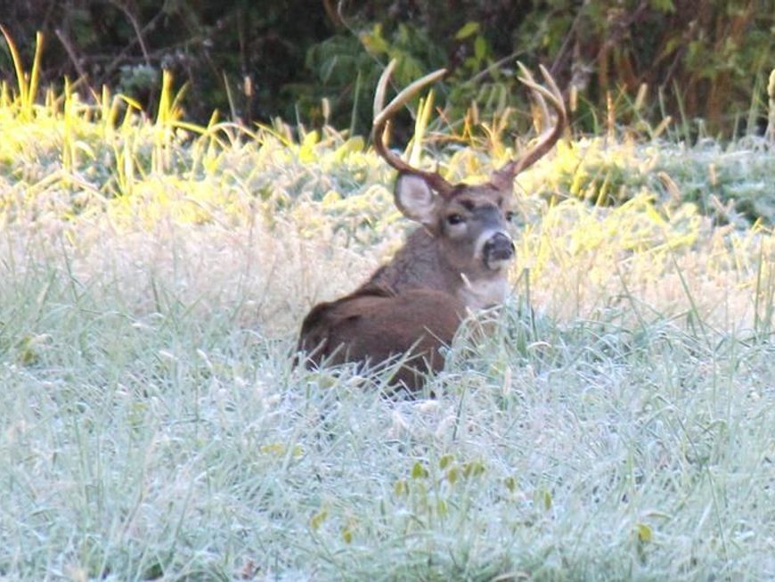 Sparks Mill Corner - E&w Sparks Mill At Route, Centreville, MD 21617 Main Photo