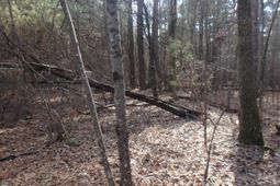 0 Amicks Ferry Road photo 4