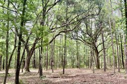 2 Becky Lane photo 4