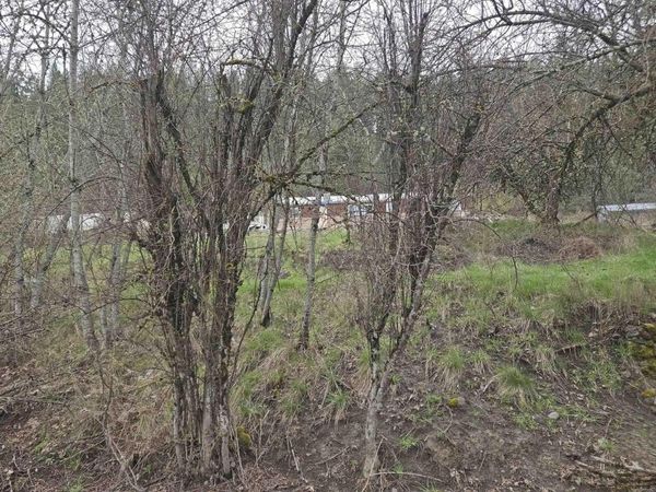 TBD Pine St Blk 43, Lot 1, Peck, ID 83545