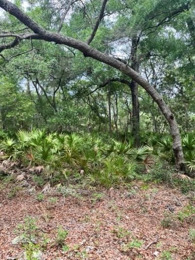 Tbd 170th SE Avenue Road, Ocklawaha, FL 32179 Photo